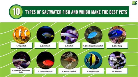 marine fish|41 Most Popular Types of Saltwater Fish .
